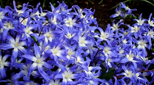 花团锦簇蓝色野花朵百合