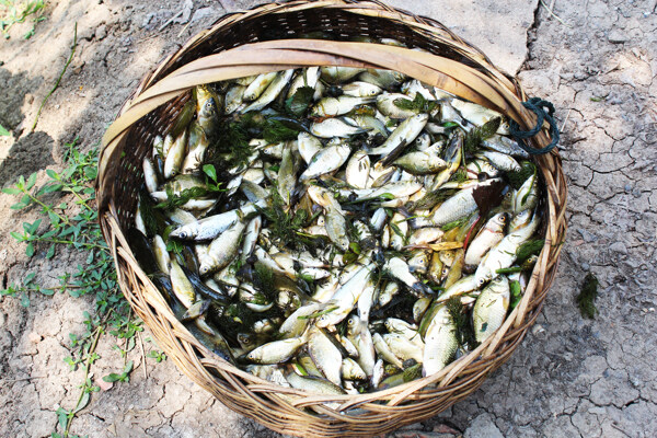 小魚圖片
