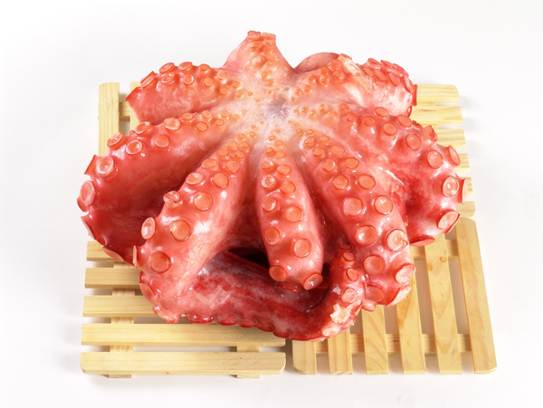 大八爪魚圖片