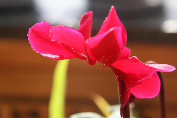 位圖植物花朵寫實花卉野花免費素材