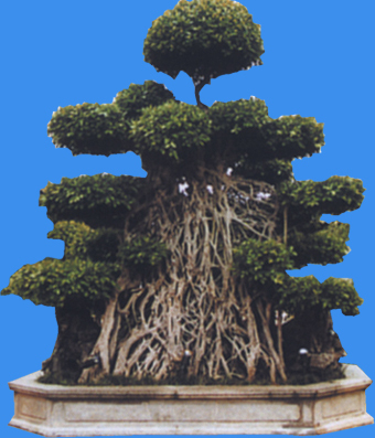 花缽202小品素材
