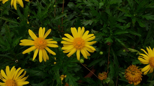 菊花圖片