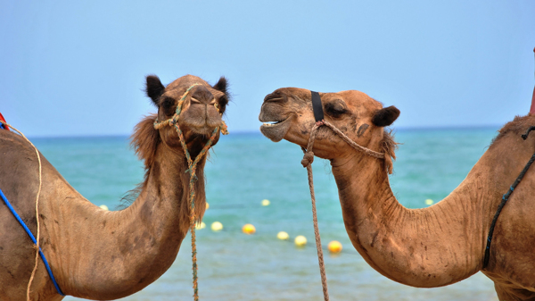 骆驼驼队沙漠戈壁荒野