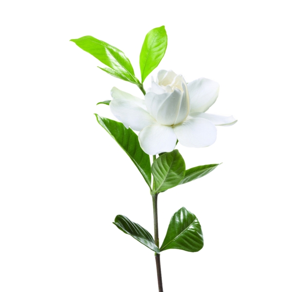 手繪花