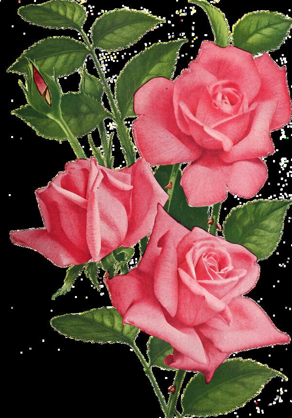 粉色玫瑰蔷薇免抠元素