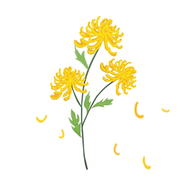 手绘重阳节黄色雏菊菊花绿叶素材