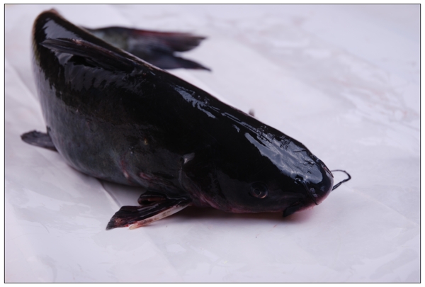 鮰魚