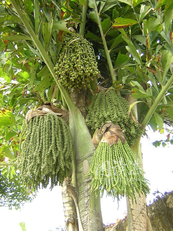 弓葵植物