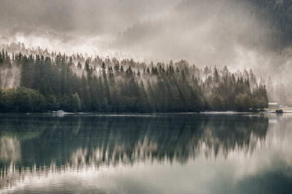 湖畔松树林图片