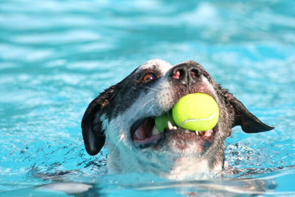 水中叼着网球的小狗