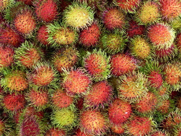 新鲜红毛丹水果图片