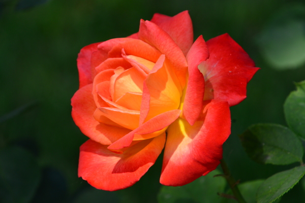 月季花