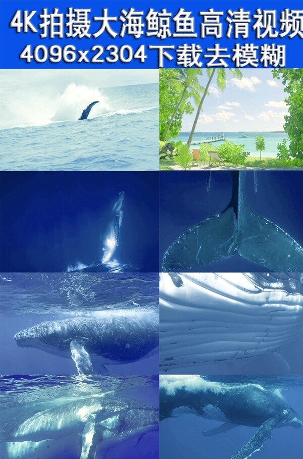 4K实拍大海中鲸鱼生活视频
