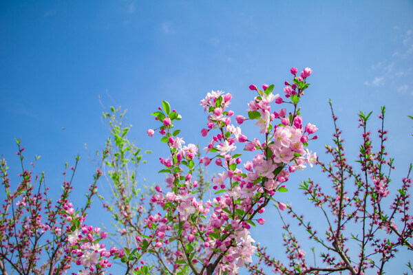 春天户外蓝天白云粉色海棠花图片
