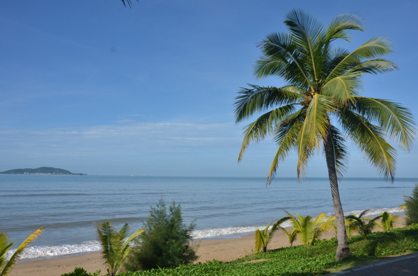 海南三亚椰树