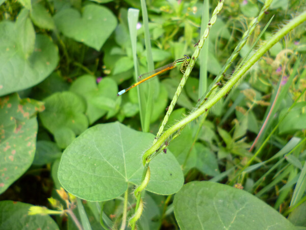 蜻蜓圖片
