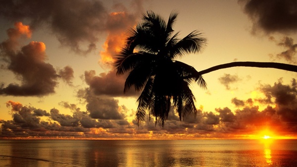 夕阳下的椰子树图片