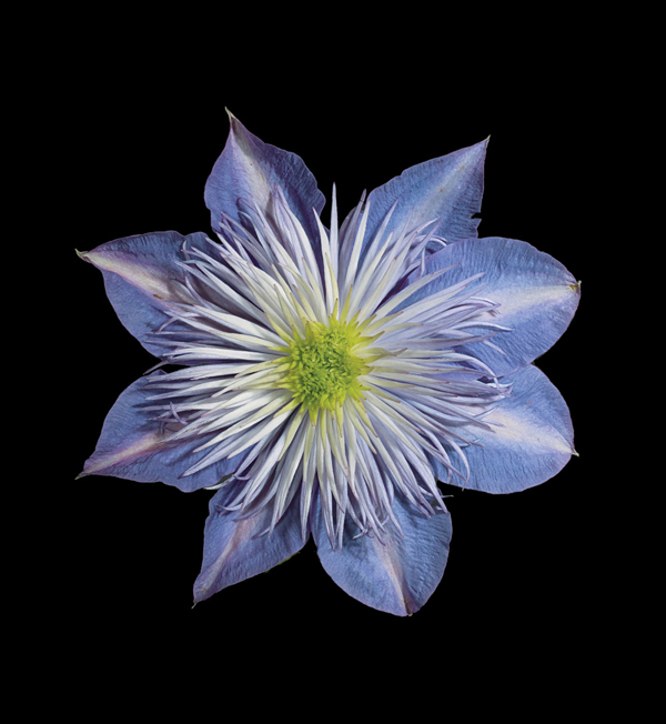 位圖植物攝影寫實(shí)花卉花朵數(shù)碼照片免費(fèi)素材