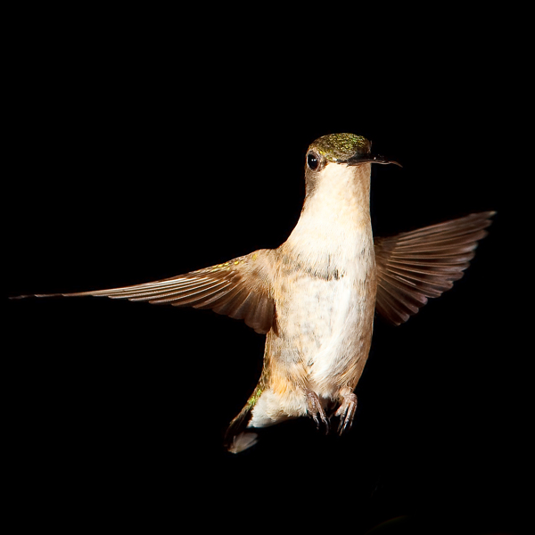 蜂鳥圖片