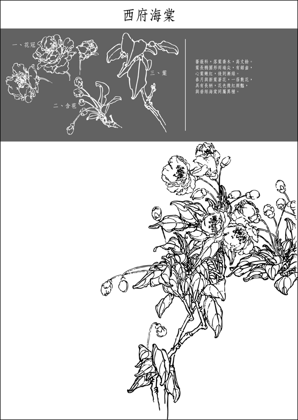 矢量白描西府海棠