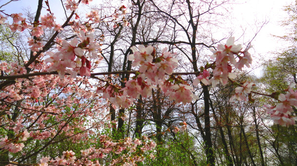 樱花风景摄影