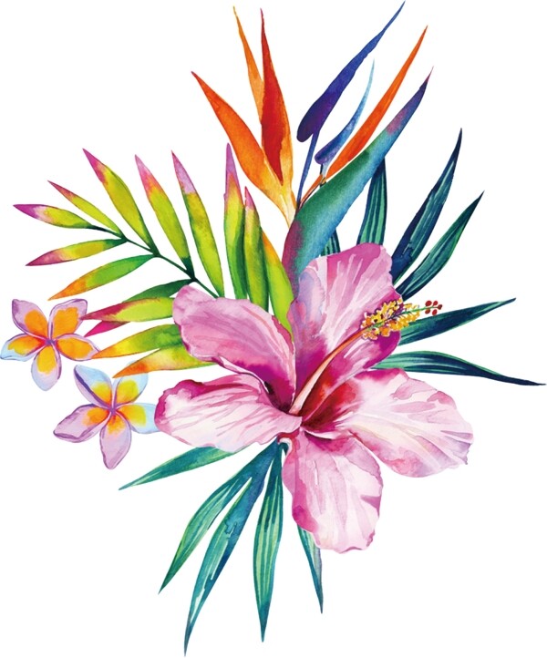 芙蓉花