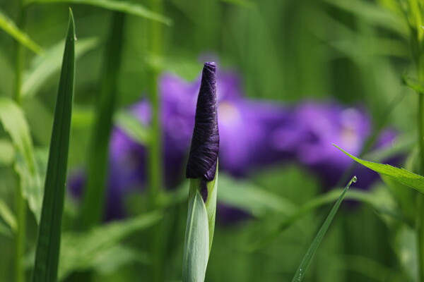 神秘菖蒲