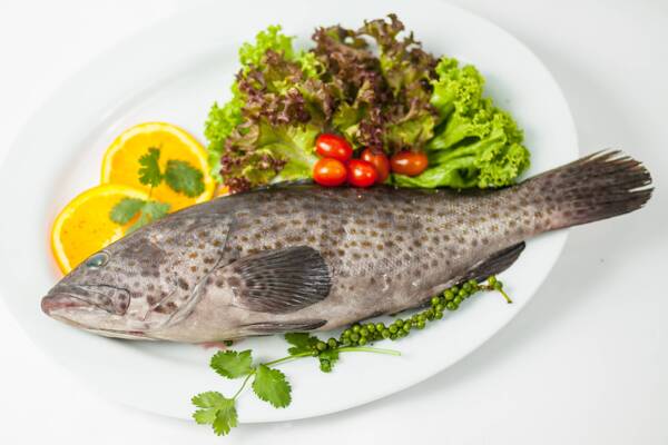 石斑魚圖片