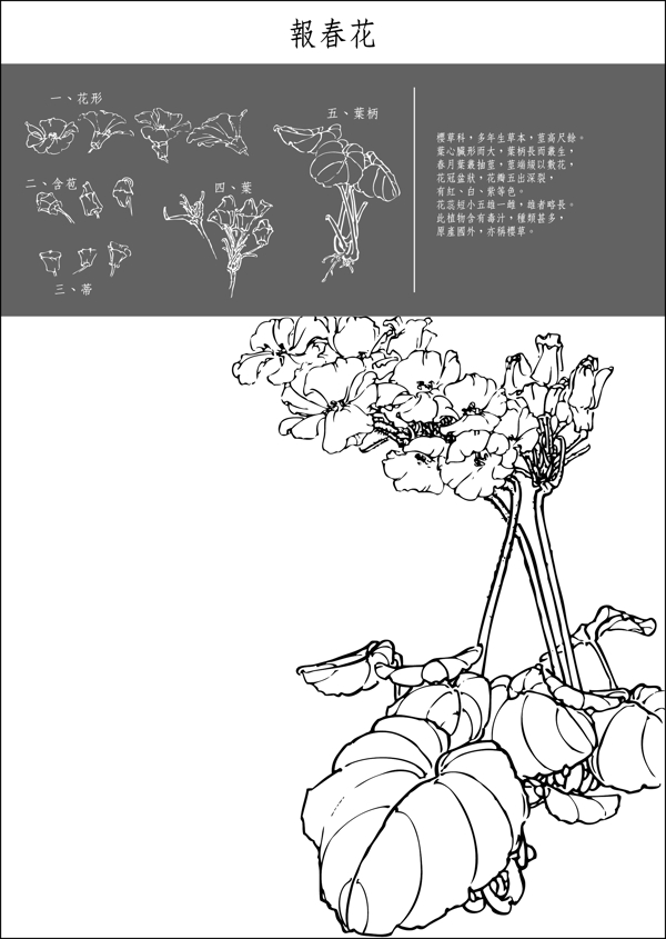 矢量白描報(bào)春花