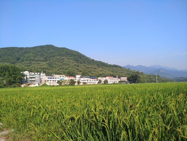 稻田
