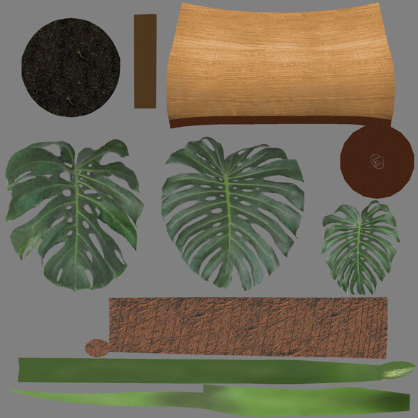 热带植物
