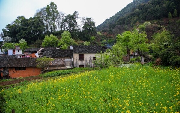 婺源查平坦村图片