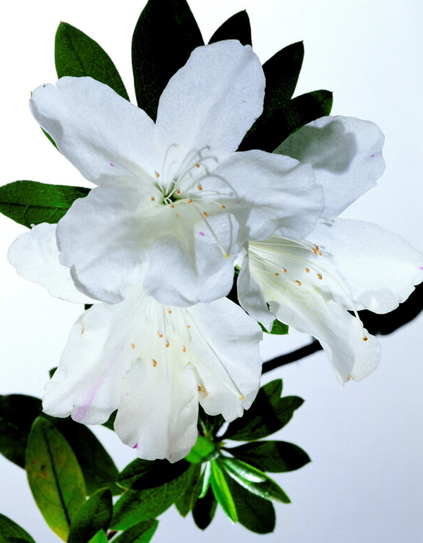 高清白色花朵