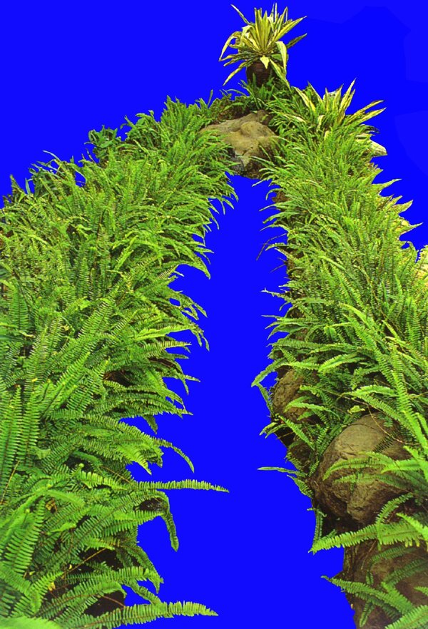 植物貼圖素材JPG1127