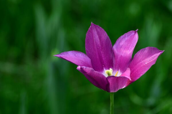 唯美紫色郁金香图片