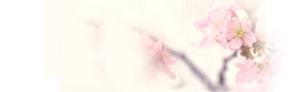 桃花淘寶banner海報背景素材