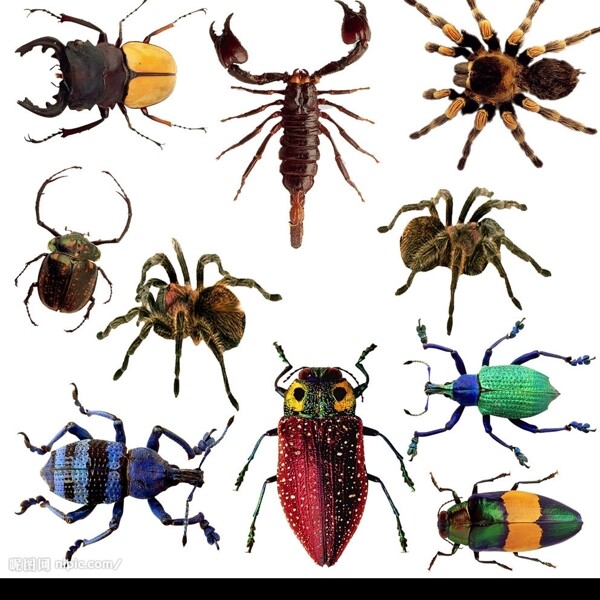 爬行昆虫蜘蛛蝎子甲虫动物臭虫wlss图片