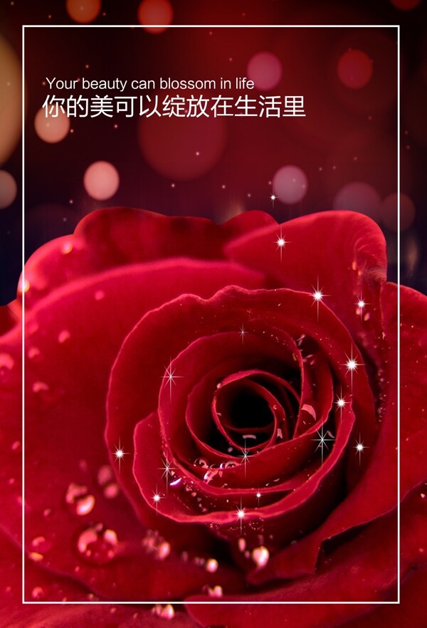 玫瑰海報(bào)