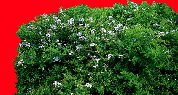 灌木植物貼圖素材建筑裝飾JPG1871
