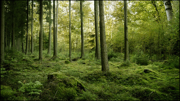 高清绿色森林图片