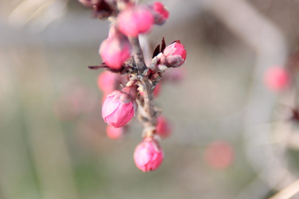 梅花圖片