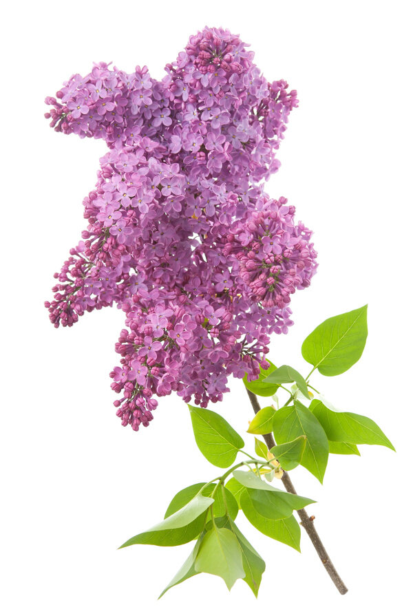 唯美丁香花圖片