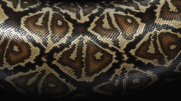蟒蛇皮纹图片