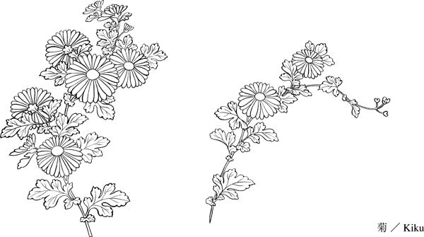 菊花花卉白描