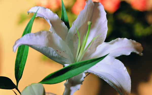 位圖植物寫(xiě)實(shí)花卉花朵百合免費(fèi)素材