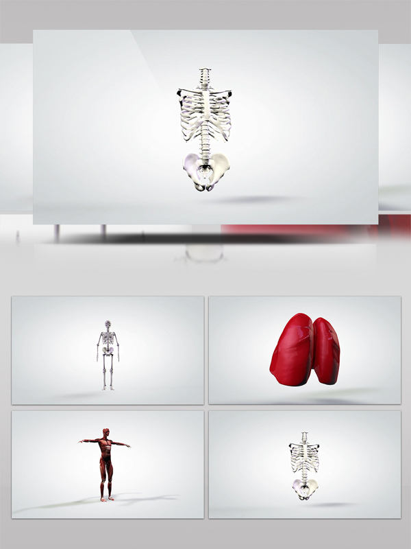 3D立体科技构建人体架构元素医疗