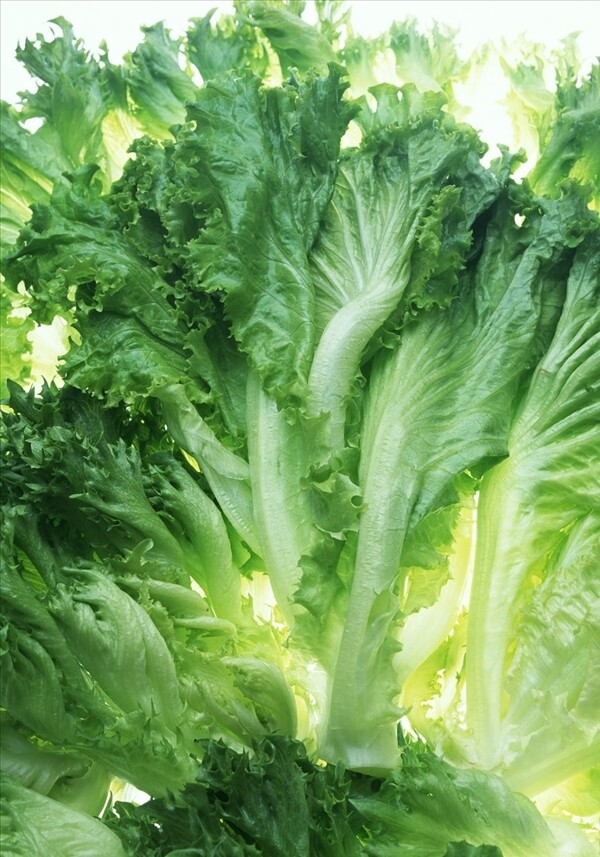 生菜