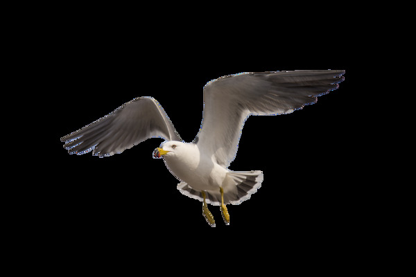 海鸥飞翔自然海报背景素材