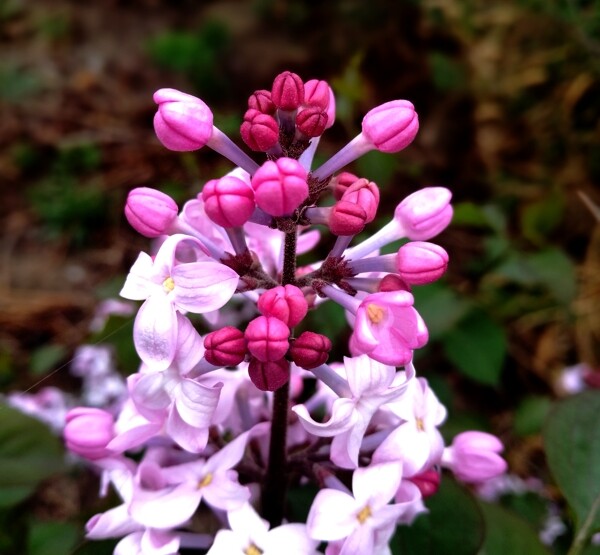 丁香花