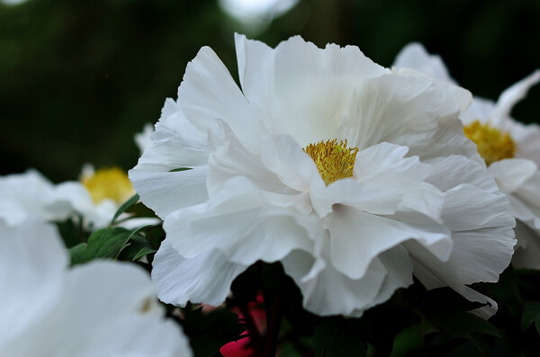 鲜艳白色牡丹花图片